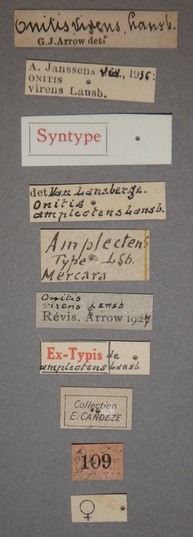 Onitis amplectens st 1 Lb.JPG Onitis amplectens st 1 Lb.JPG