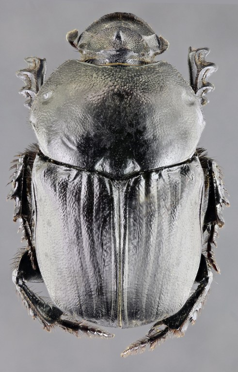 Onitis belial f 62142zs64.jpg Onitis belial f 62142zs64.jpg