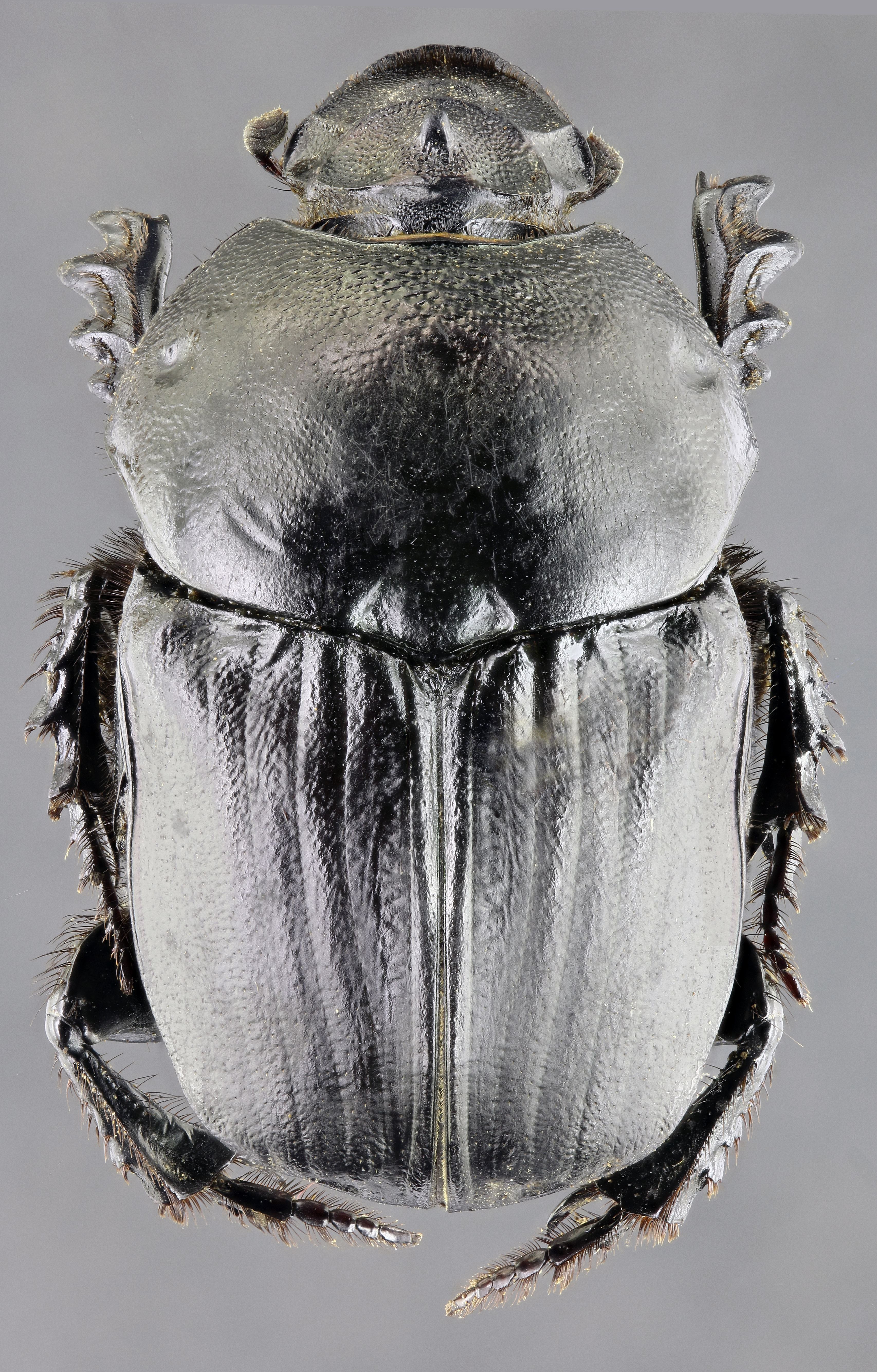 Onitis belial f 62142zs64.jpg