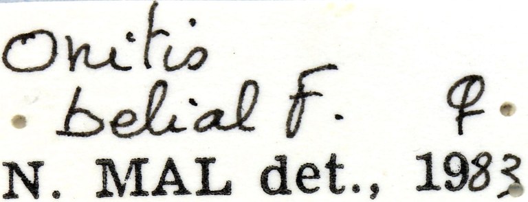 Onitis belial label female.jpg Onitis belial label female.jpg