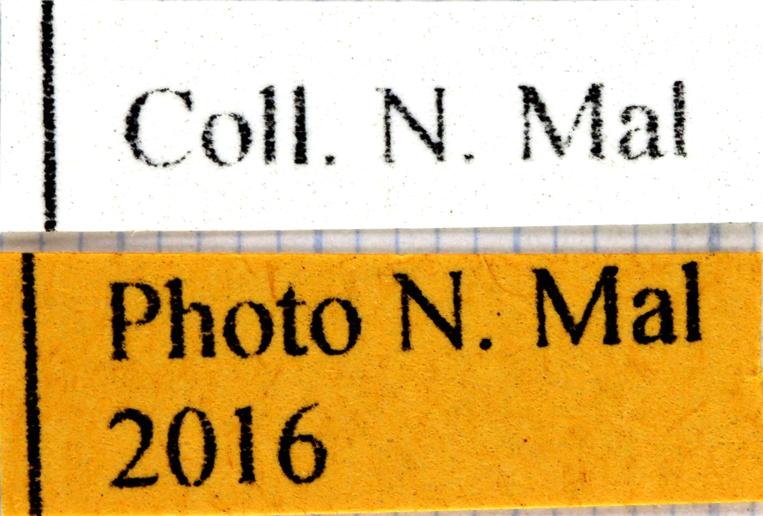 Onitis belial label female.jpg