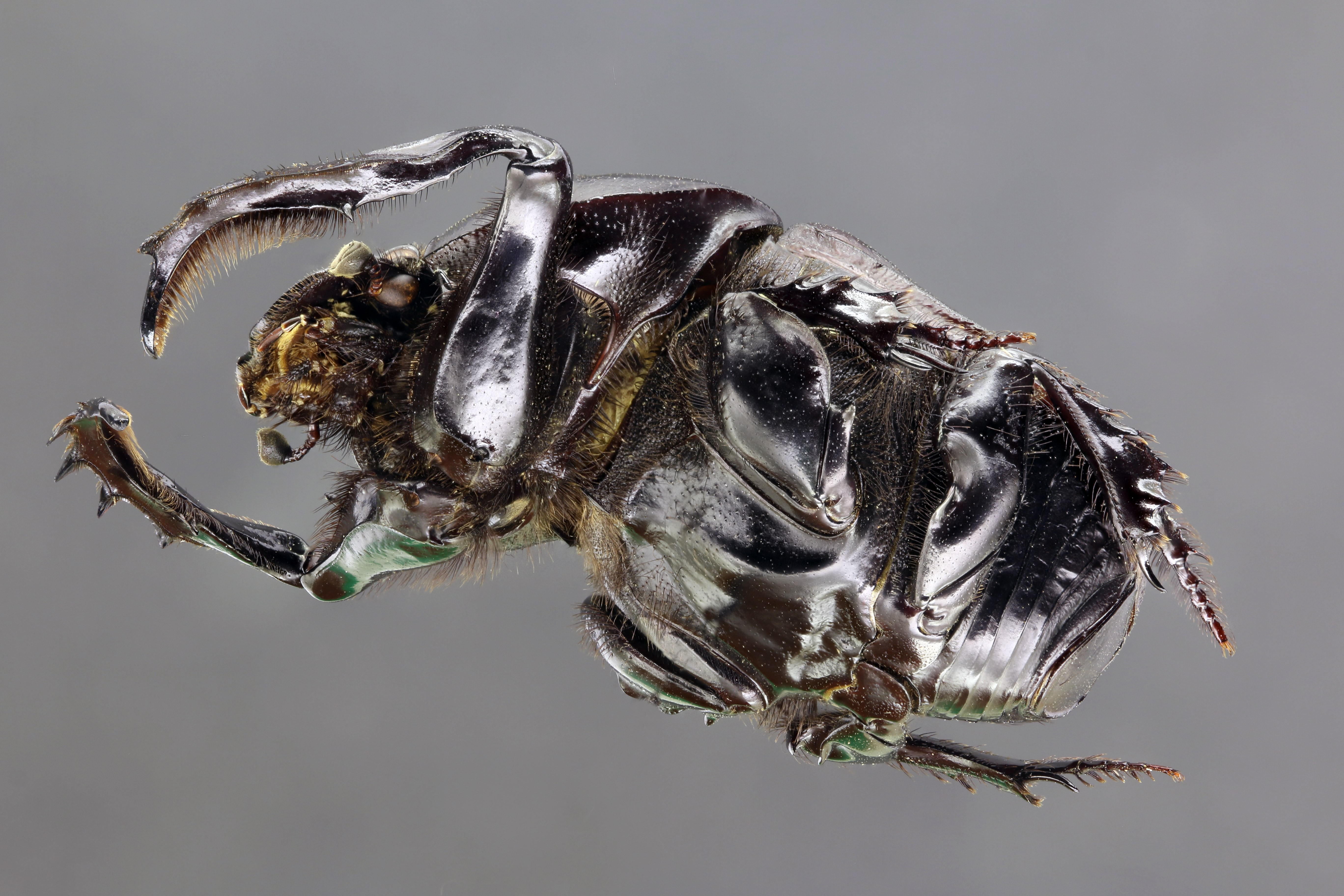 Onitis belial 62047zs70.JPG