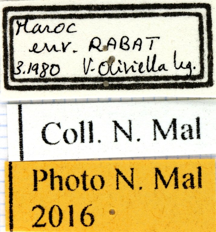 Onitis belial label male.jpg Onitis belial label male.jpg