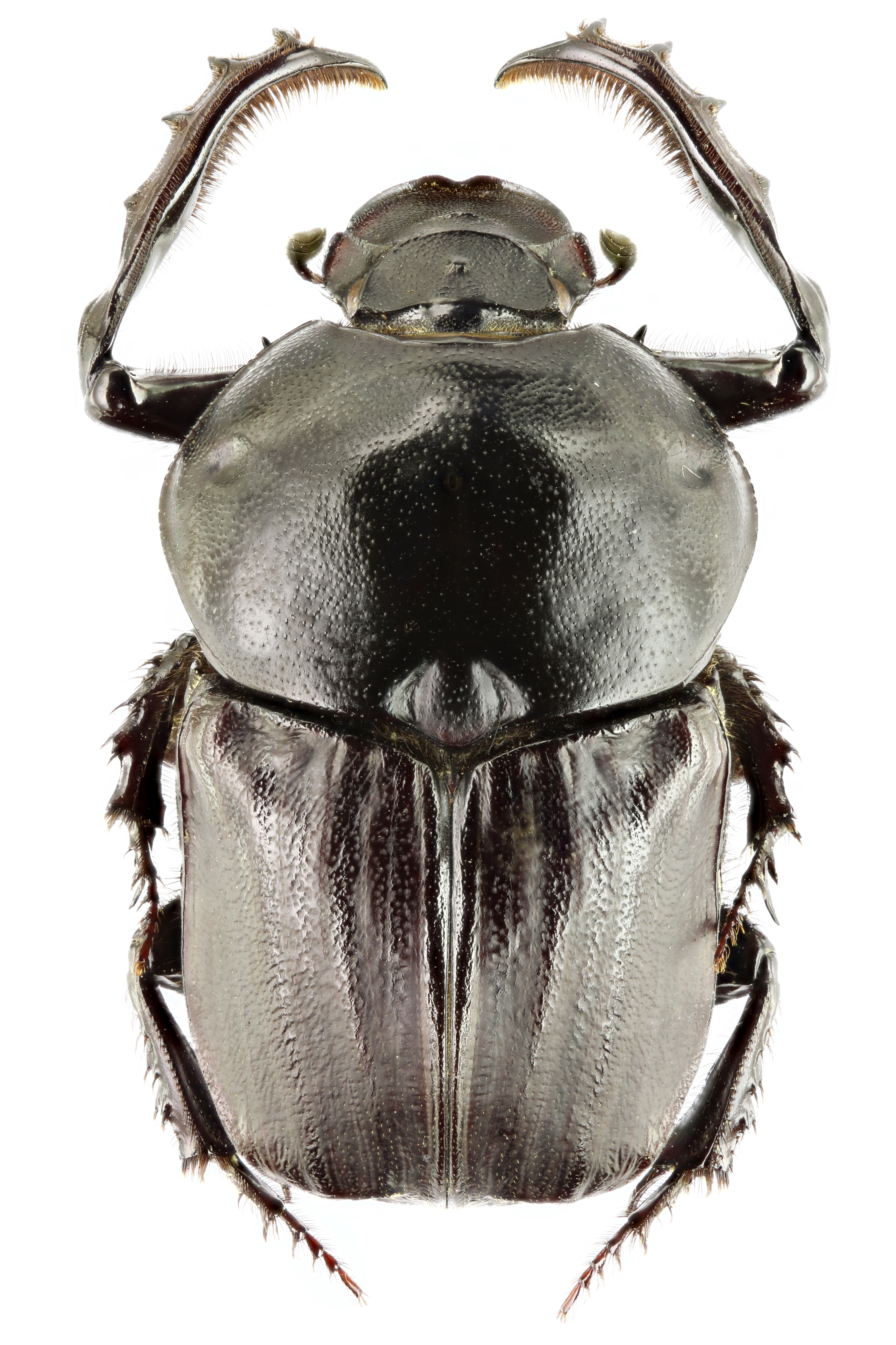 Onitis belial m 62118zs41.jpg