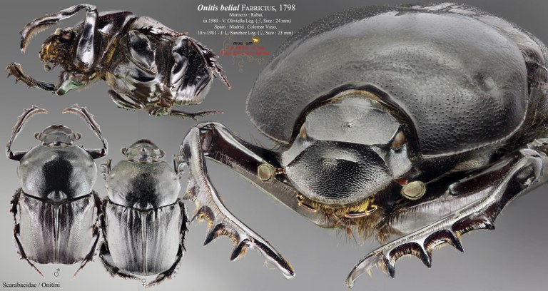 Onitis belial PL.jpg Onitis belial PL.jpg