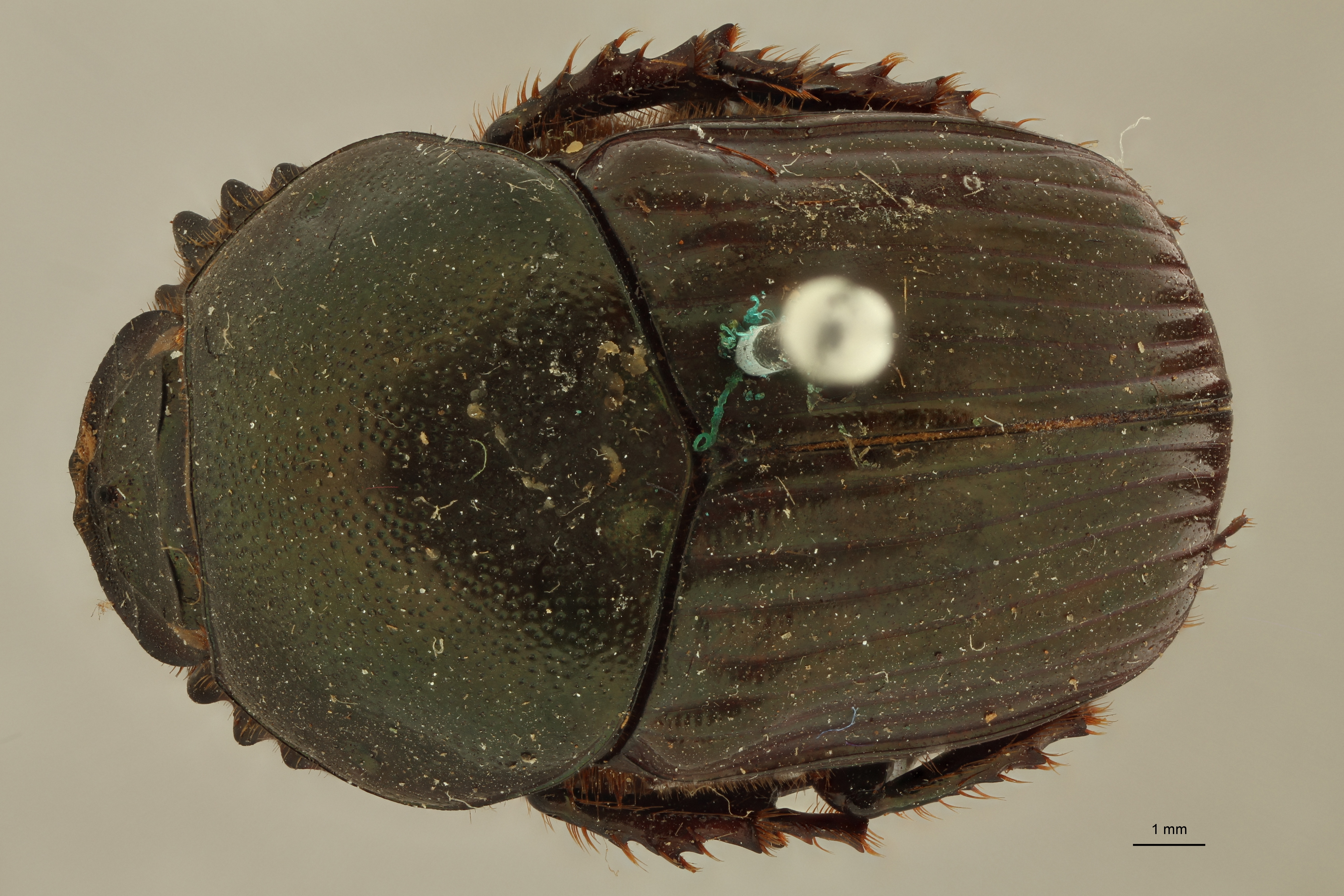 Onitis distinctus st D ZS PMax.jpg