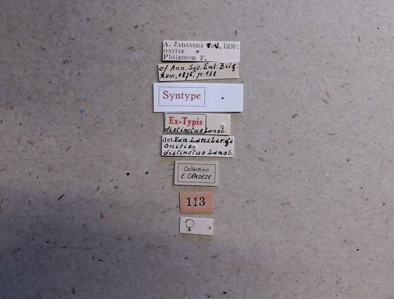 Onitis distinctus st Labels.jpg