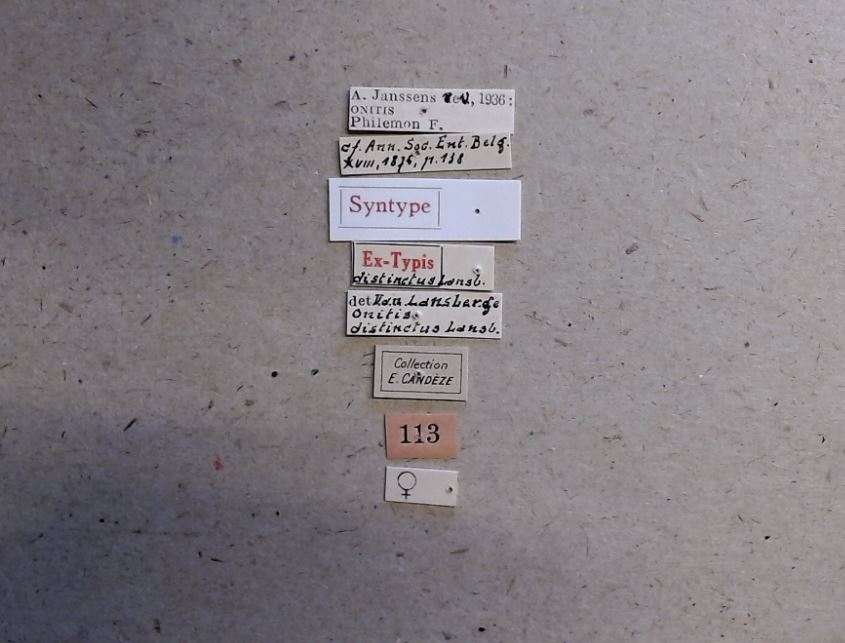 Onitis distinctus st Labels.jpg