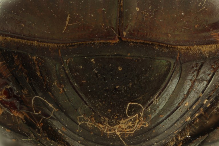 Onitis distinctus st P ZS PMax.jpg