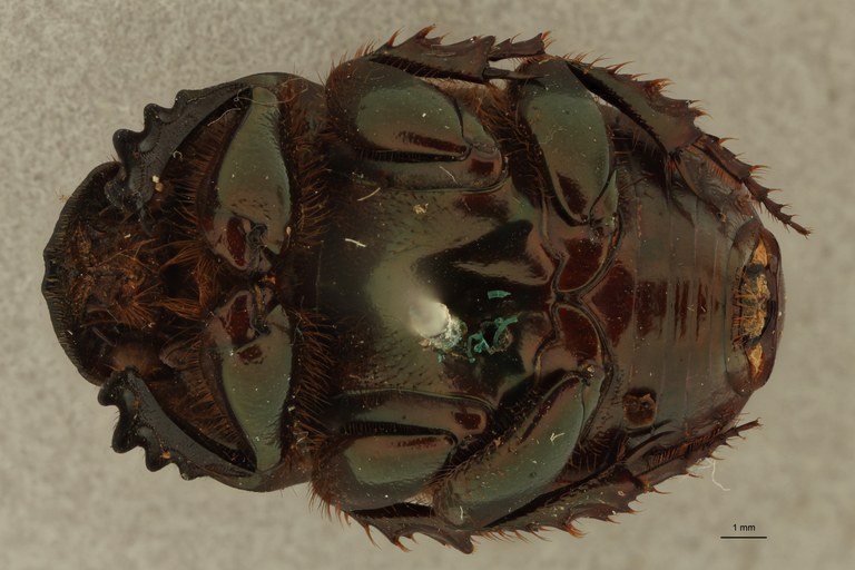 Onitis distinctus st V ZS PMax.jpg