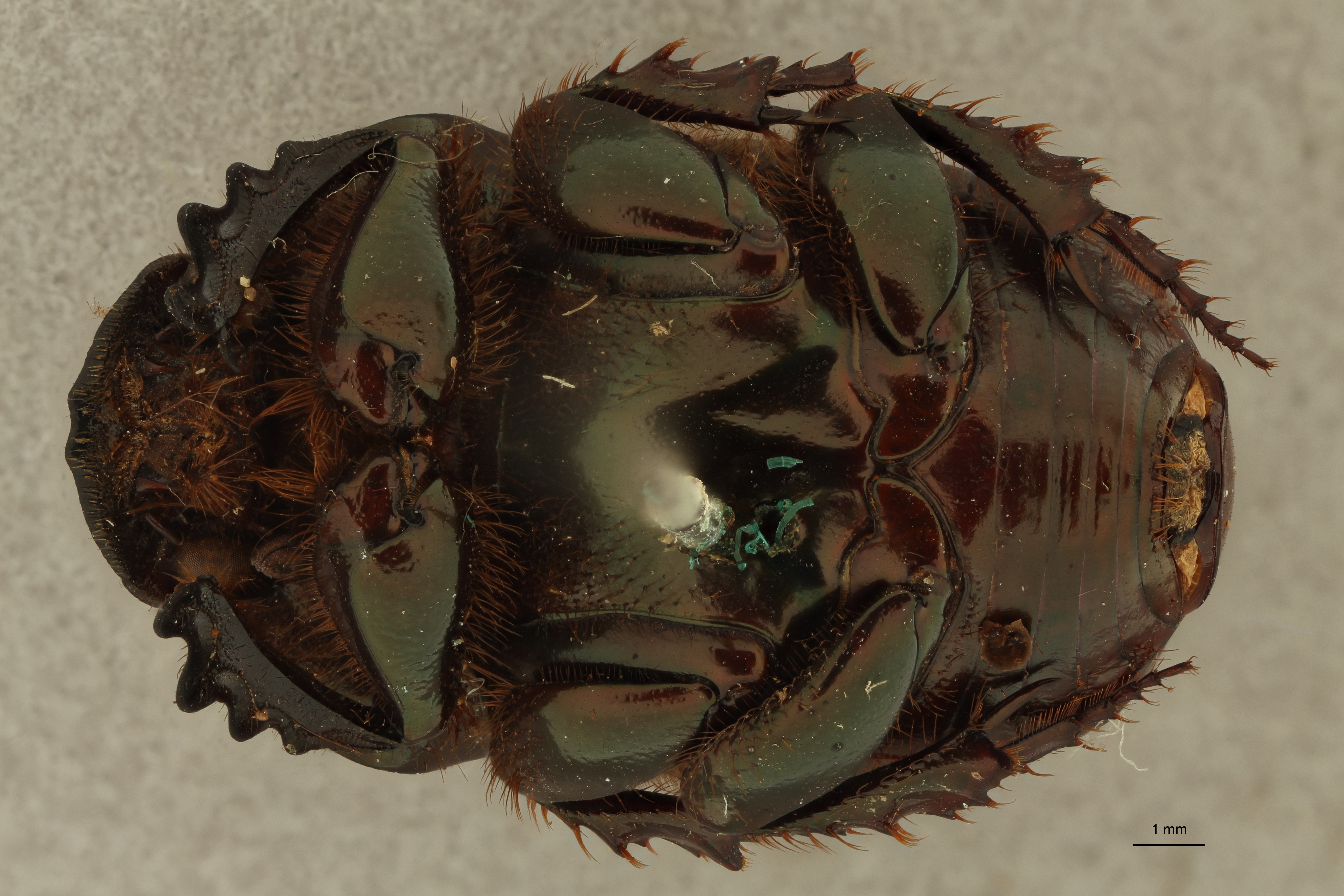 Onitis distinctus st V ZS PMax.jpg