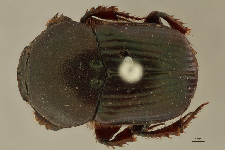 Onitis distinctus st D ZS PMax.jpg Onitis distinctus st D ZS PMax.jpg