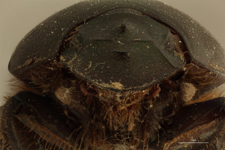 Onitis distinctus st H ZS PMax.jpg Onitis distinctus st H ZS PMax.jpg