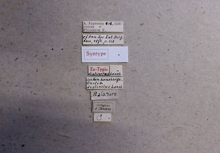 Onitis distinctus st Labels.jpg Onitis distinctus st Labels.jpg
