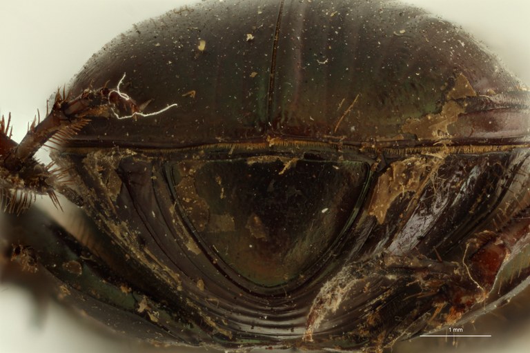 Onitis distinctus st P ZS PMax.jpg Onitis distinctus st P ZS PMax.jpg