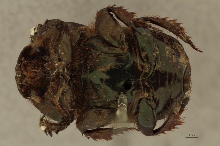 Onitis distinctus st V ZS PMax.jpg Onitis distinctus st V ZS PMax.jpg