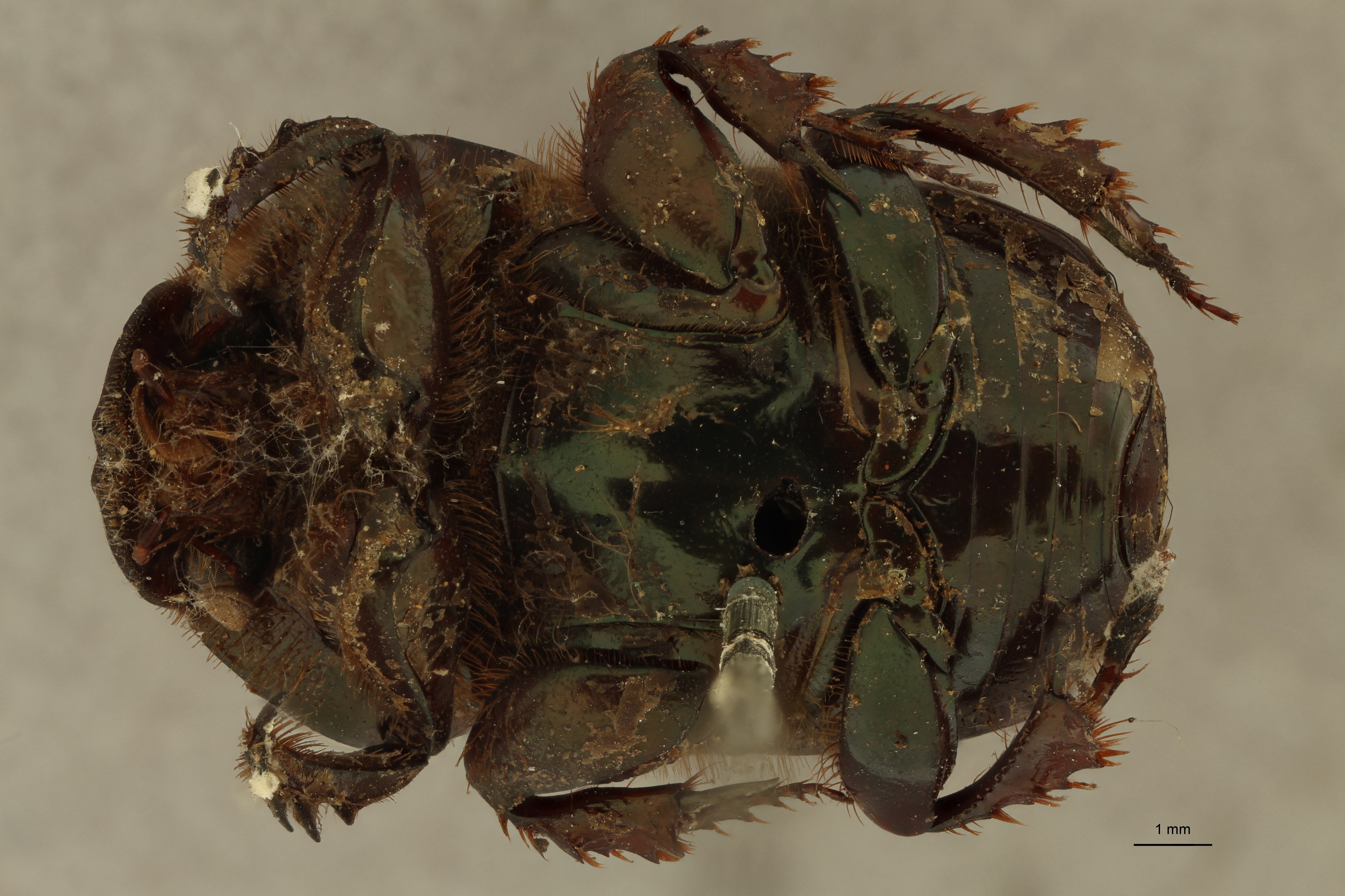 Onitis distinctus st V ZS PMax.jpg