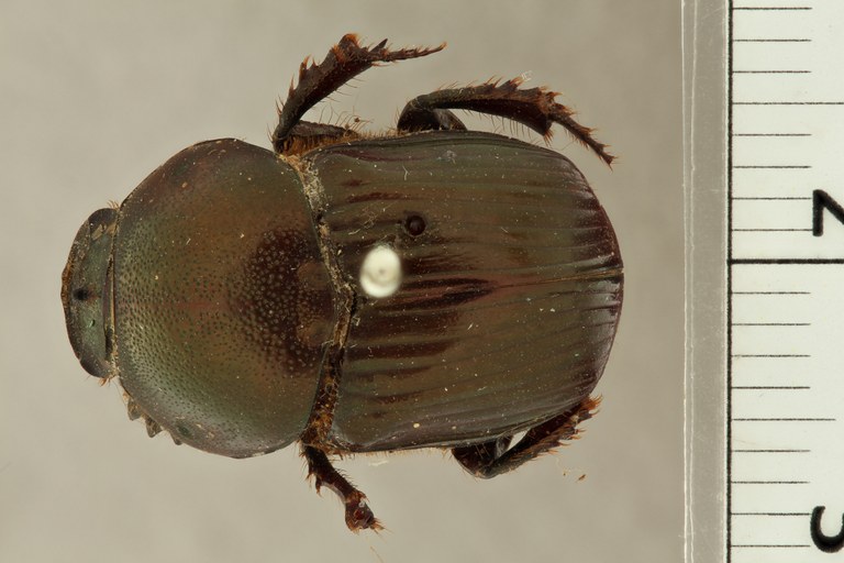 Onitis distinctus st D ZS PMax.jpg