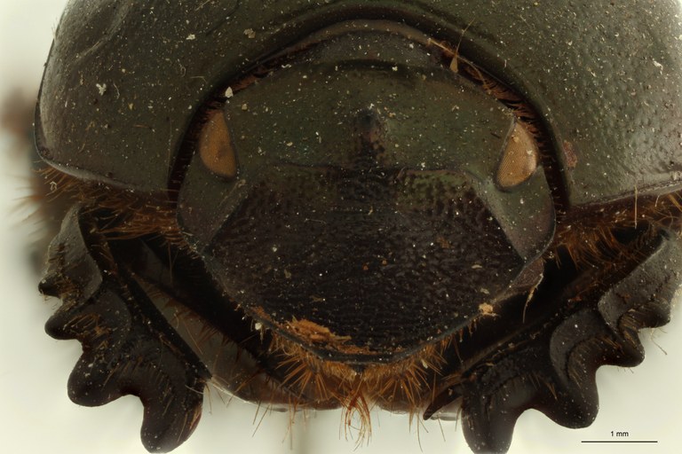 Onitis distinctus st H ZS PMax.jpg