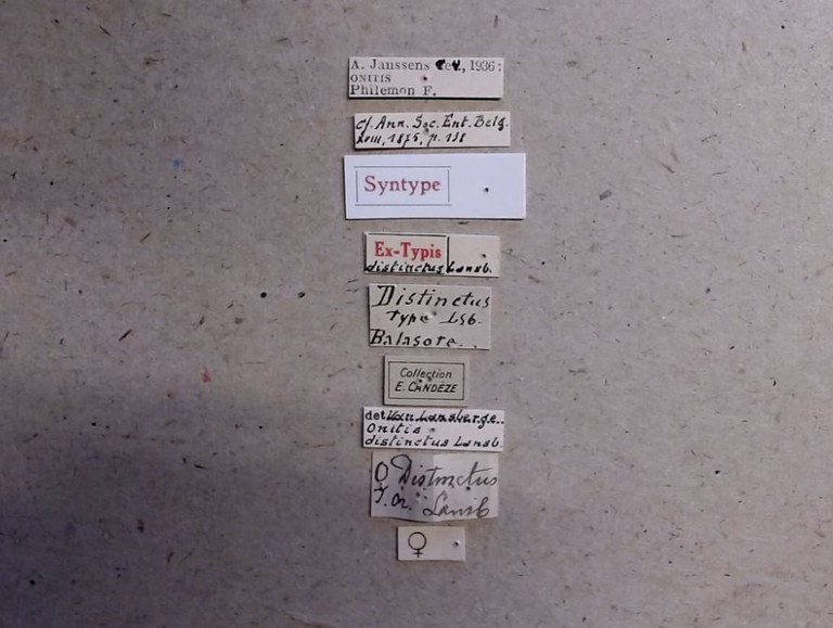 Onitis distinctus st Labels.jpg