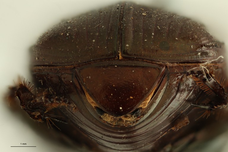 Onitis distinctus st P ZS PMax.jpg