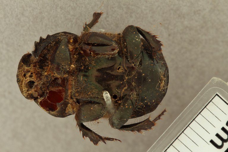 Onitis distinctus st V ZS PMax.jpg