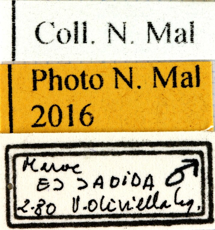 Onitis ion lables 63423 male.jpg Onitis ion lables 63423 male.jpg