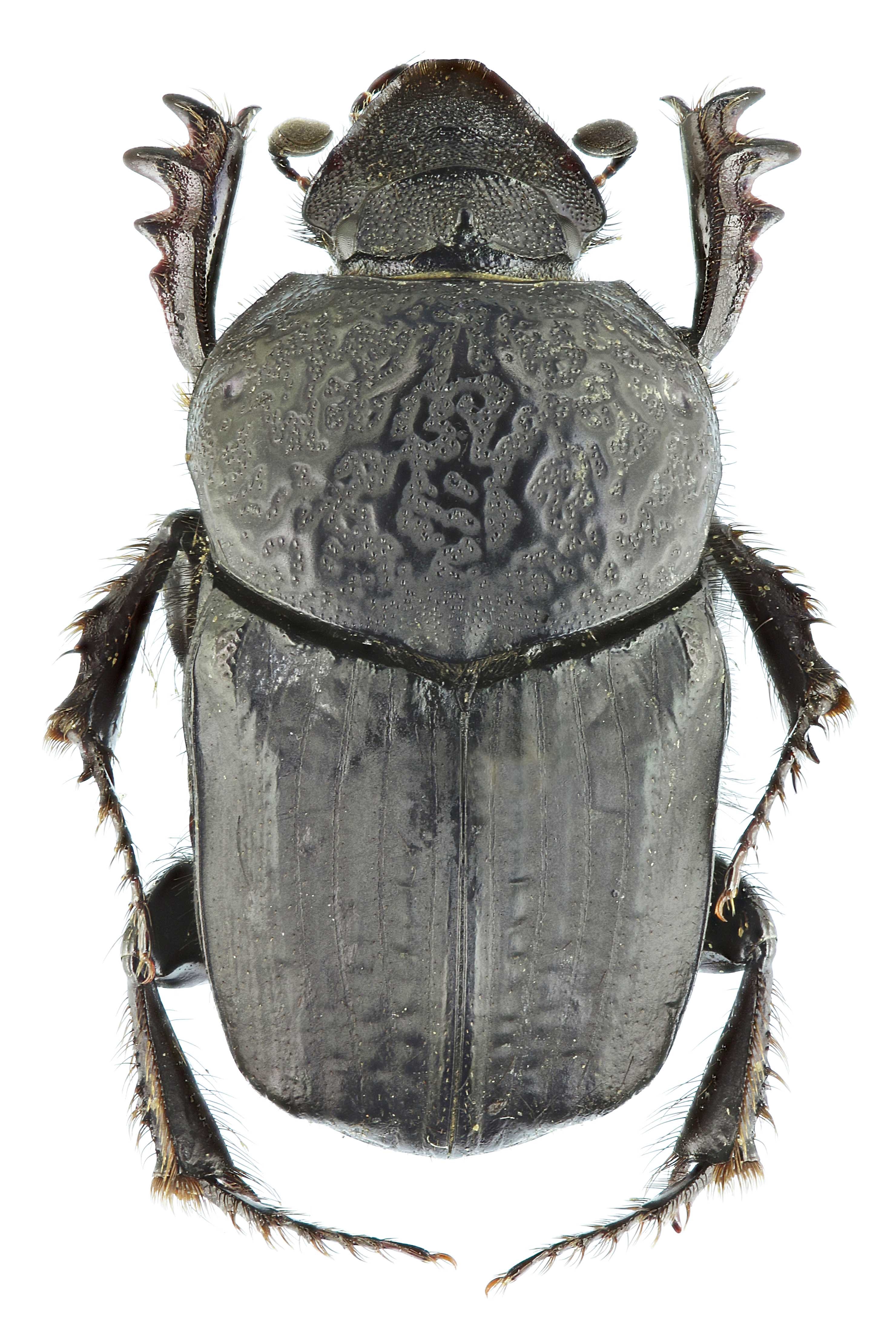 Onitis ion 63422zs41.jpg