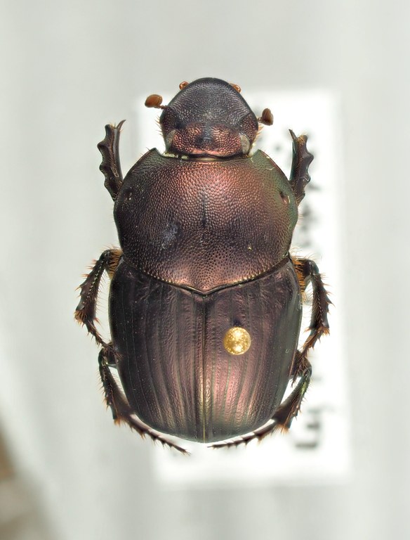 Onitis meruensis male major of Brussel PA202331.JPG Onitis meruensis male major of Brussel PA202331.JPG