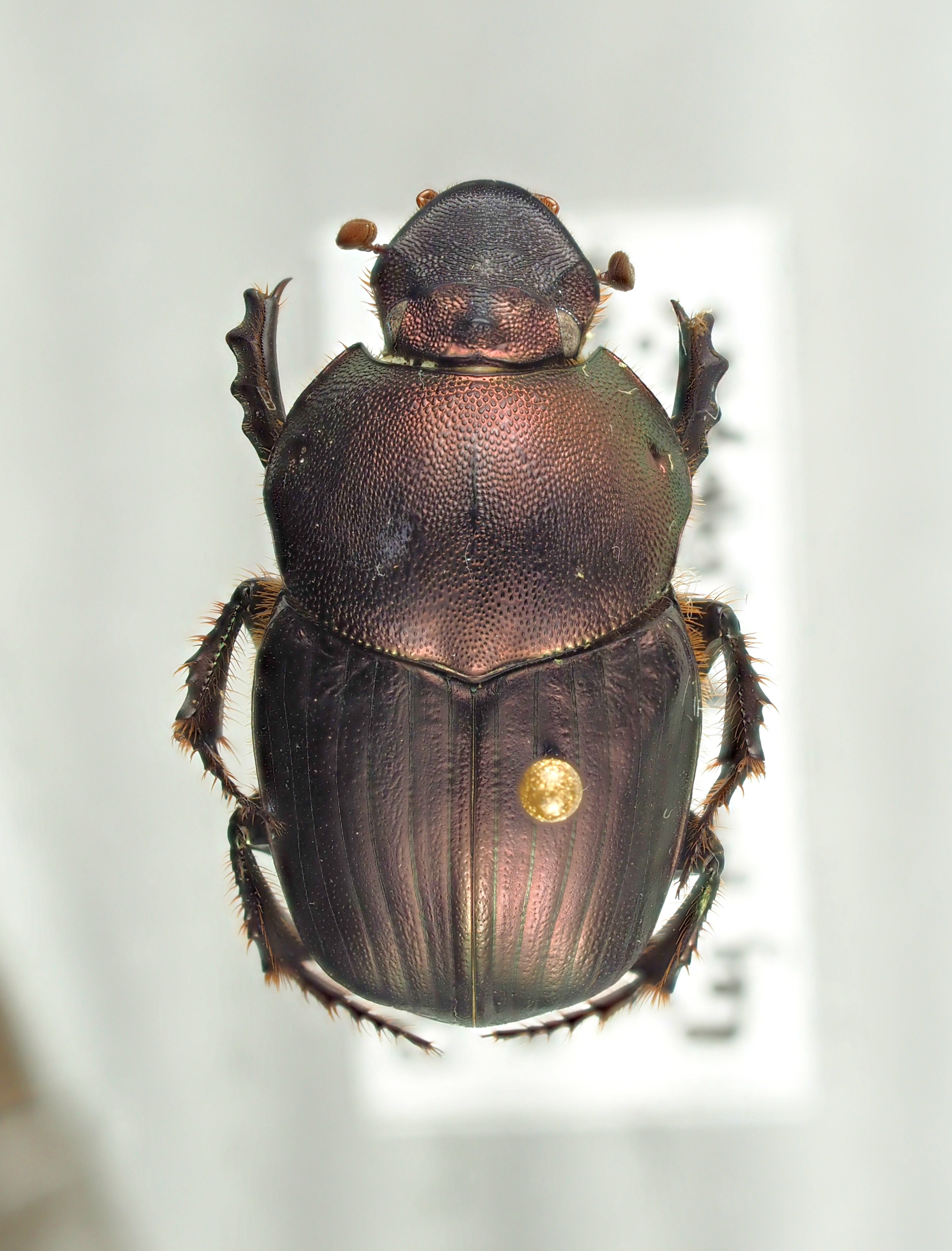 Onitis meruensis male major of Brussel PA202331.JPG