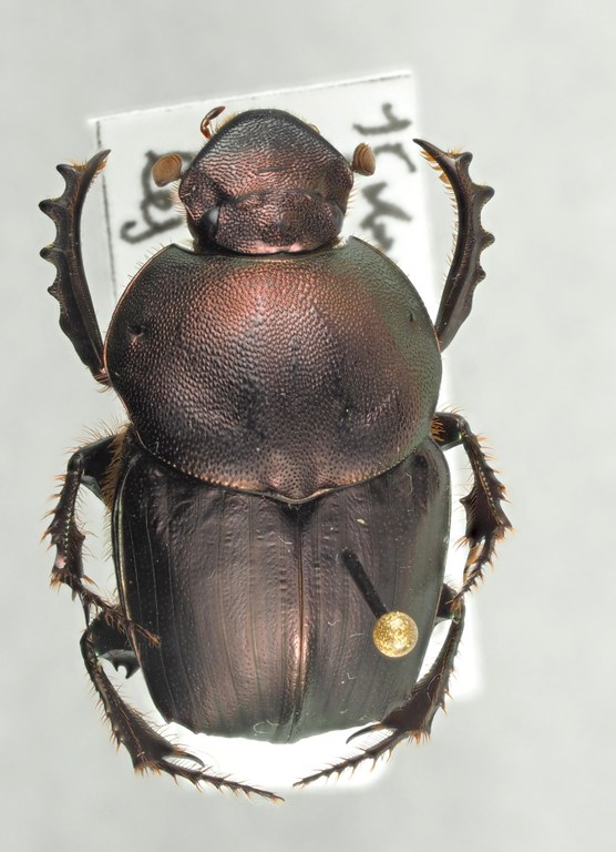 Onitis meruensis male major of Brussel PA202385.JPG Onitis meruensis male major of Brussel PA202385.JPG