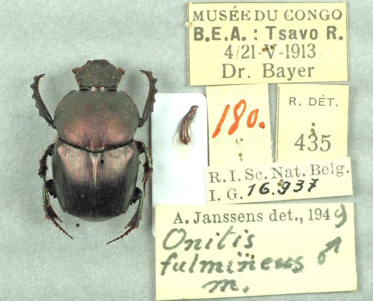 Onitis meruensis male major of Brussel.JPG Onitis meruensis male major of Brussel.JPG