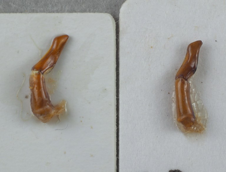 To the left: aedeagus of Onitis fulmineus and to the right: adeagus of Onitis meruensis.JPG To the left: aedeagus of Onitis fulmineus and to the right: adeagus of Onitis meruensis.JPG