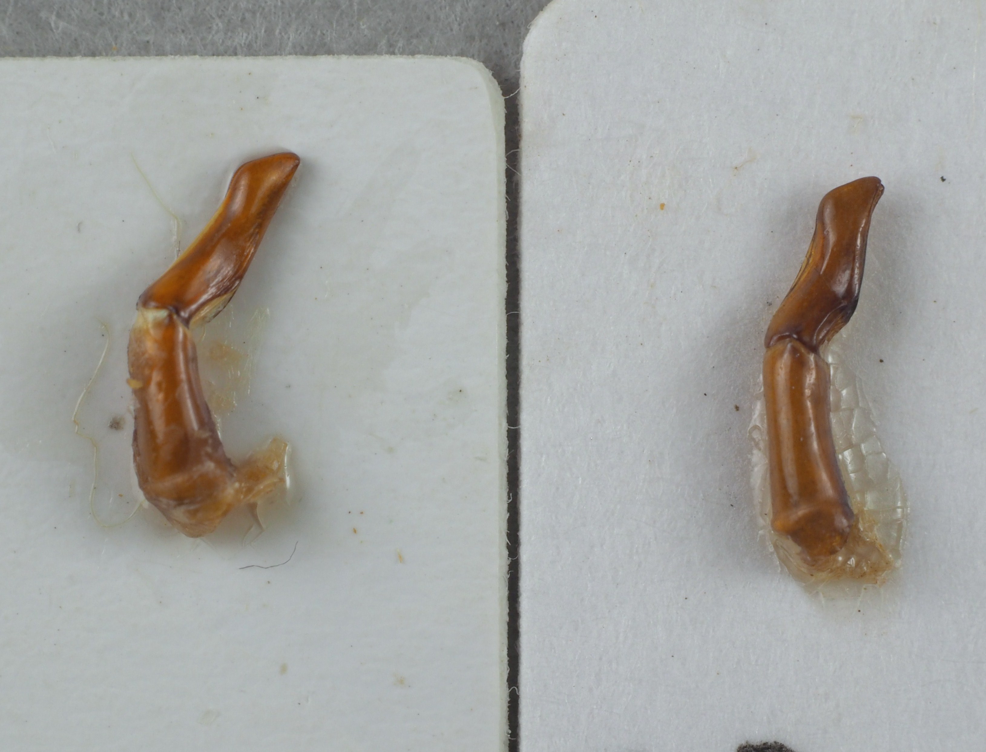 To the left: aedeagus of Onitis fulmineus and to the right: adeagus of Onitis meruensis.JPG