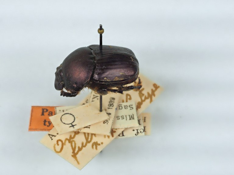 Major Paratype female of the form of Onitis fulmineus, in reality  is it Onitis meruensis PA141820.JPG Major Paratype female of the form of Onitis fulmineus, in reality  is it Onitis meruensis PA141820.JPG