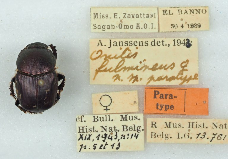 Major Paratype female of the form of Onitis fulmineus, in reality  is it Onitis meruensis.JPG Major Paratype female of the form of Onitis fulmineus, in reality  is it Onitis meruensis.JPG