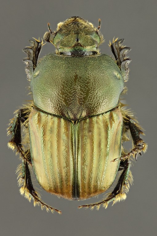 Onitis numida 63571zs88.jpg Onitis numida 63571zs88.jpg