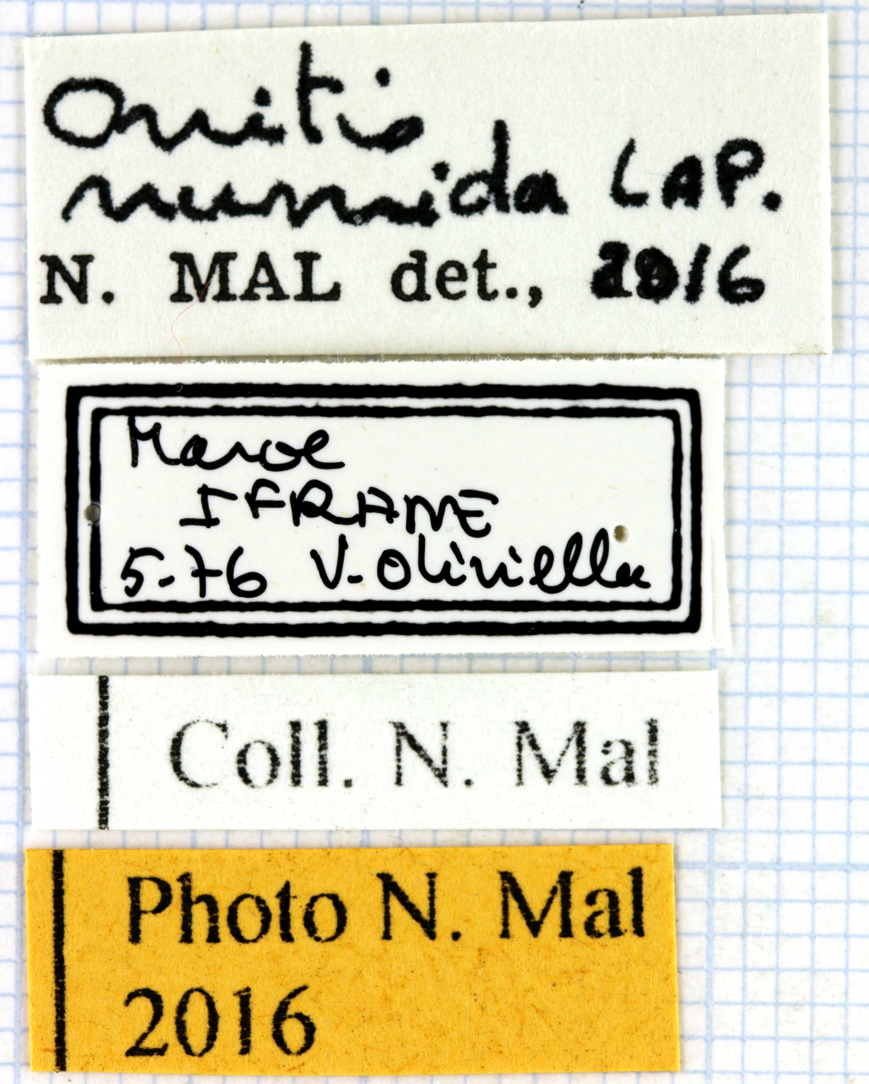 Onitis numida lable 63604.jpg