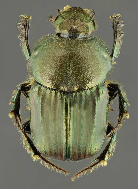 Onitis numida 63589zs03.jpg Onitis numida 63589zs03.jpg