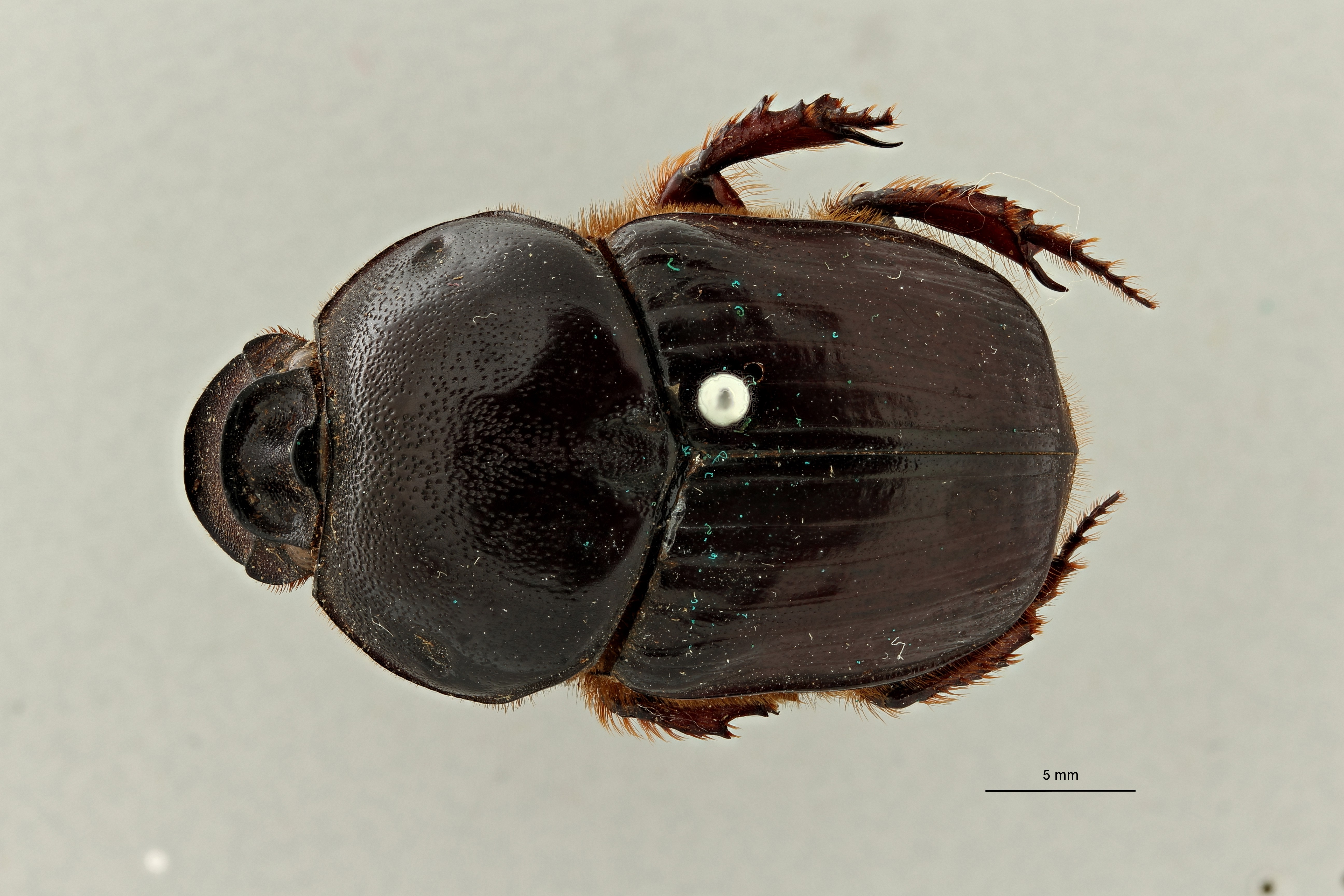 Onitis siva t D ZS PMax Scaled.jpeg