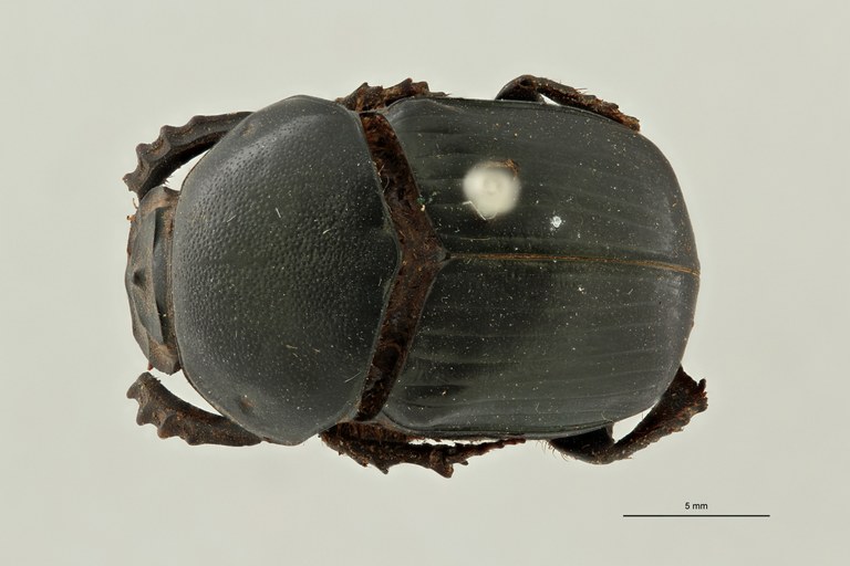 Onitis virens st D ZS PMax Scaled.jpeg Onitis virens st D ZS PMax Scaled.jpeg