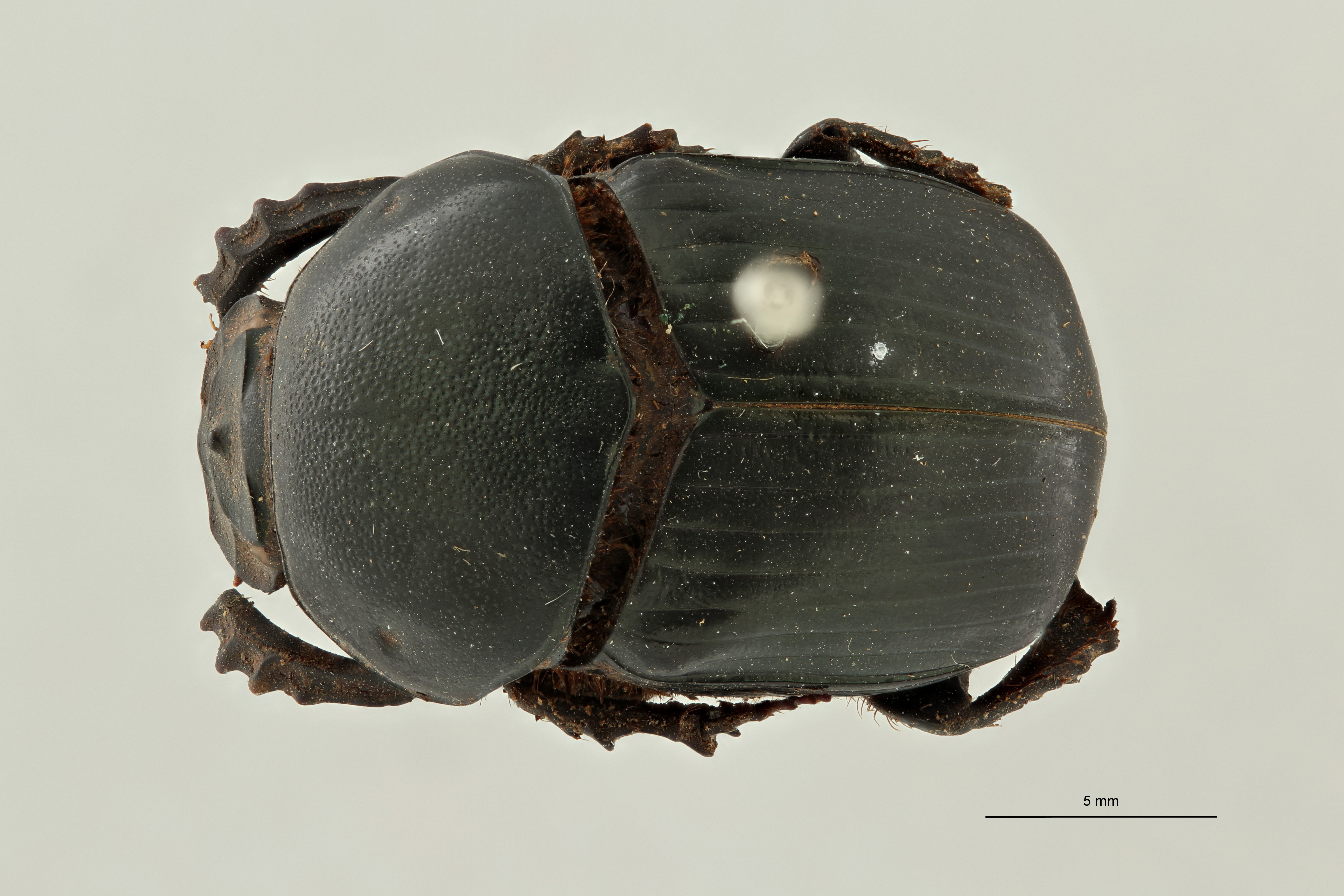 Onitis virens st D ZS PMax Scaled.jpeg