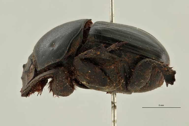 Onitis virens st L ZS PMax Scaled.jpeg Onitis virens st L ZS PMax Scaled.jpeg