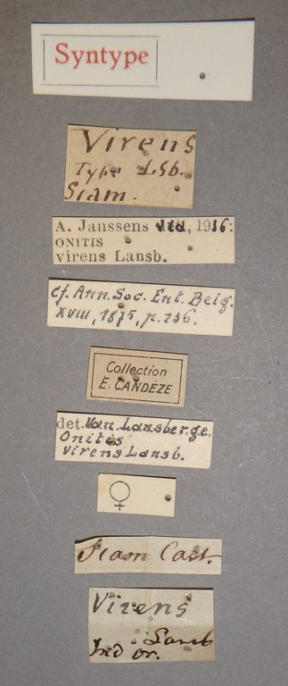 Onitis virens st Lb.JPG Onitis virens st Lb.JPG