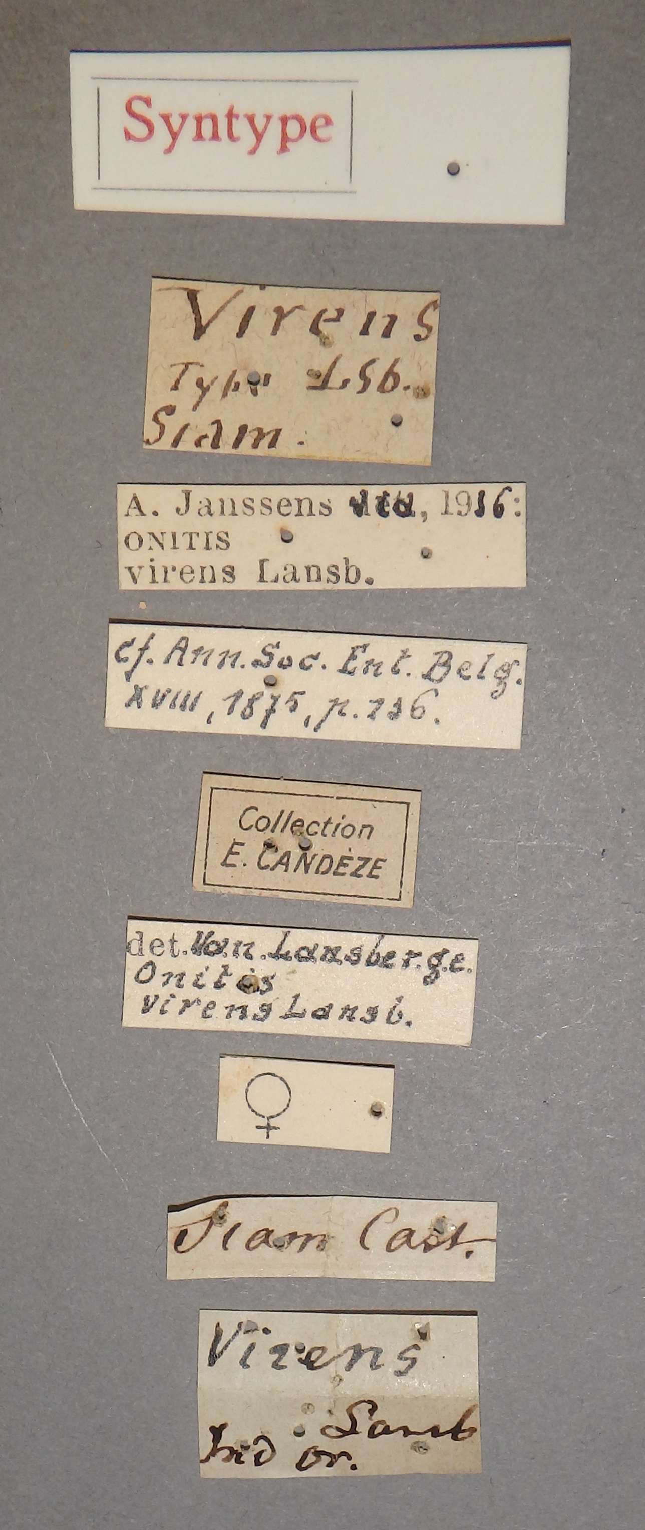 Onitis virens st Lb.JPG