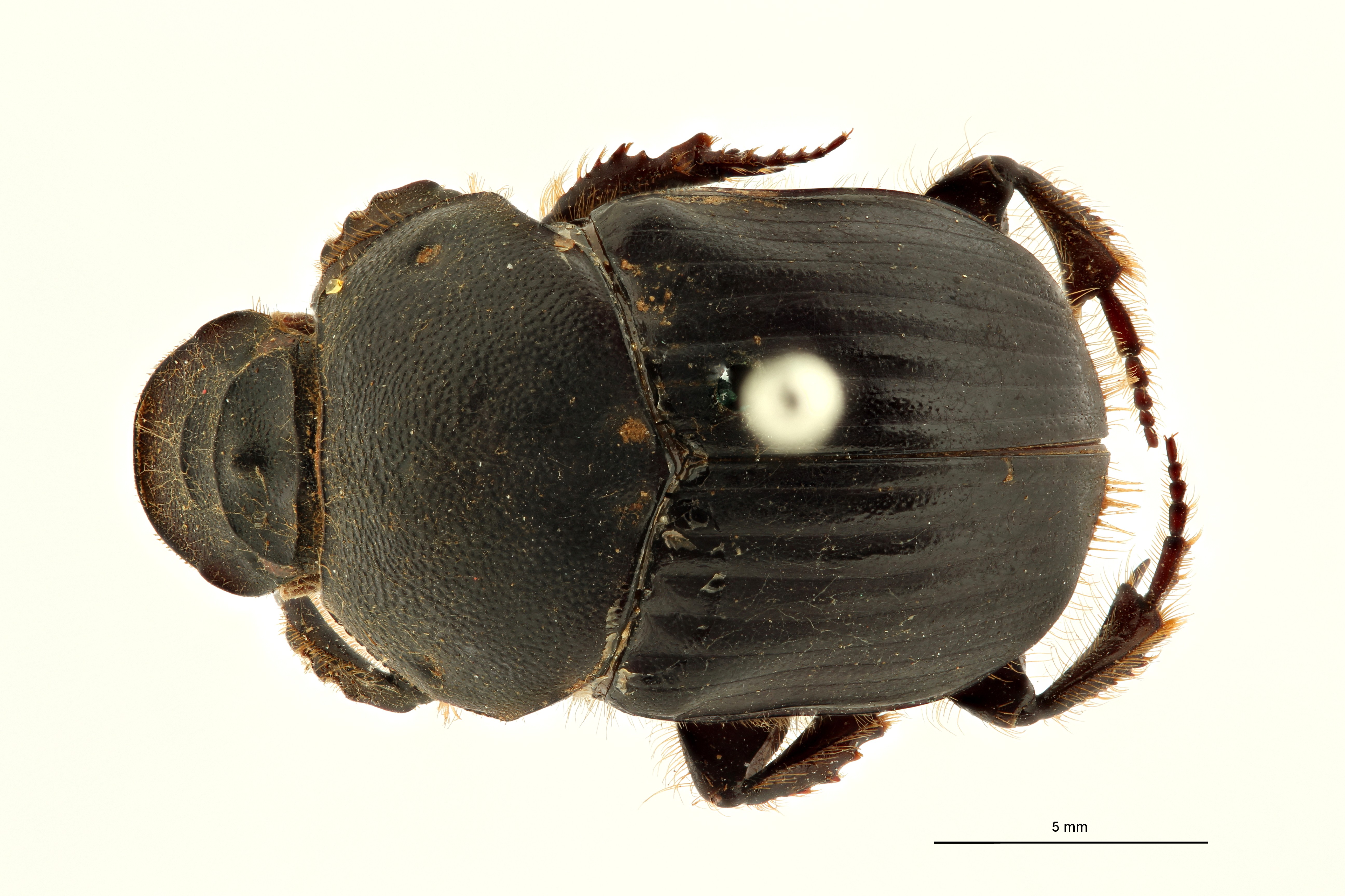 Onitis vischnu et D ZS PMax Scaled.jpeg