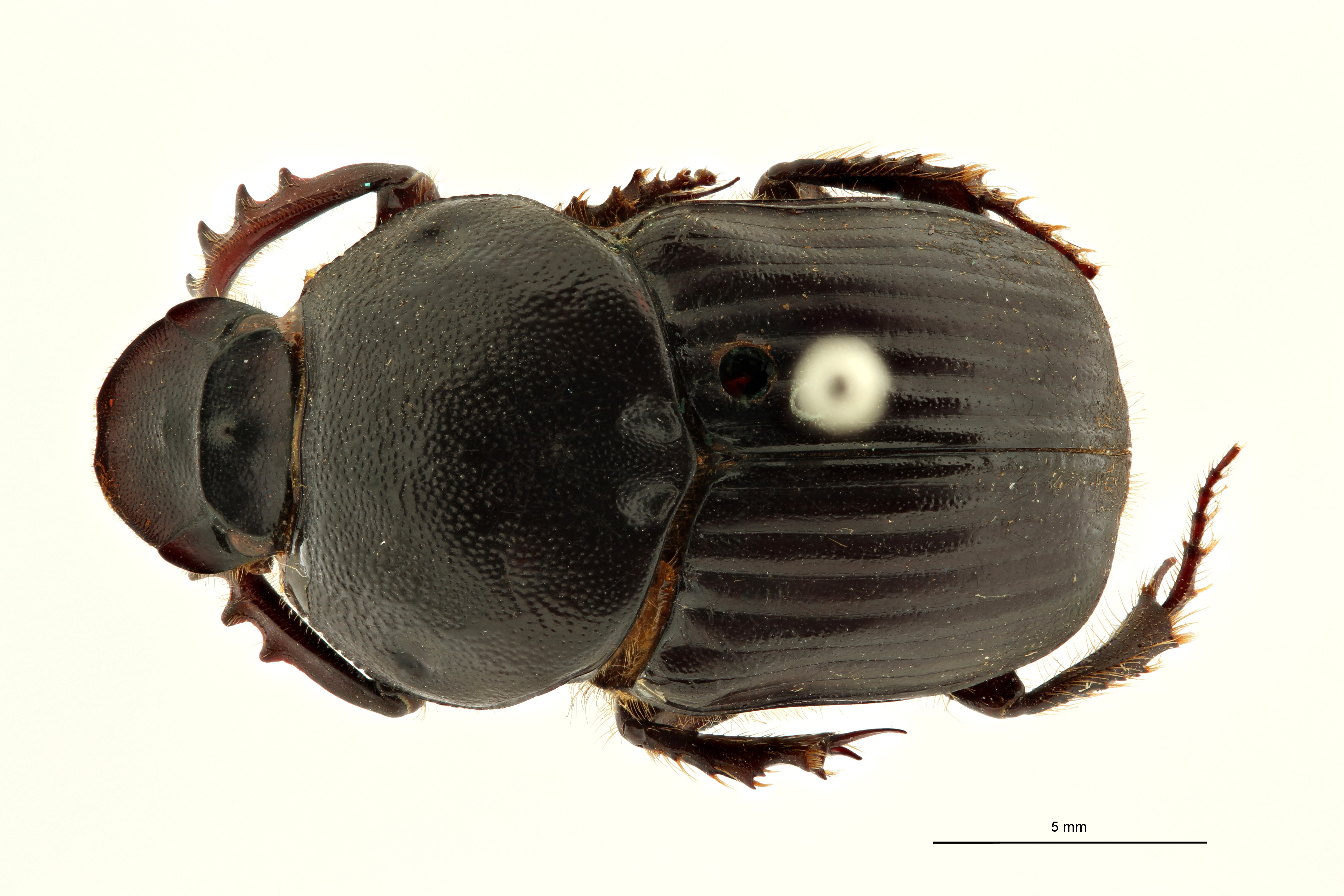 Onitis vischnu et D ZS PMax Scaled.jpeg