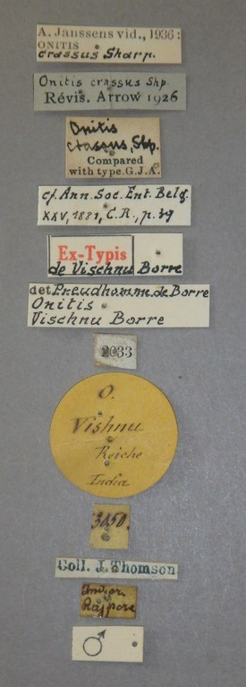 Onitis vischnu et Lb.jpg Onitis vischnu et Lb.jpg