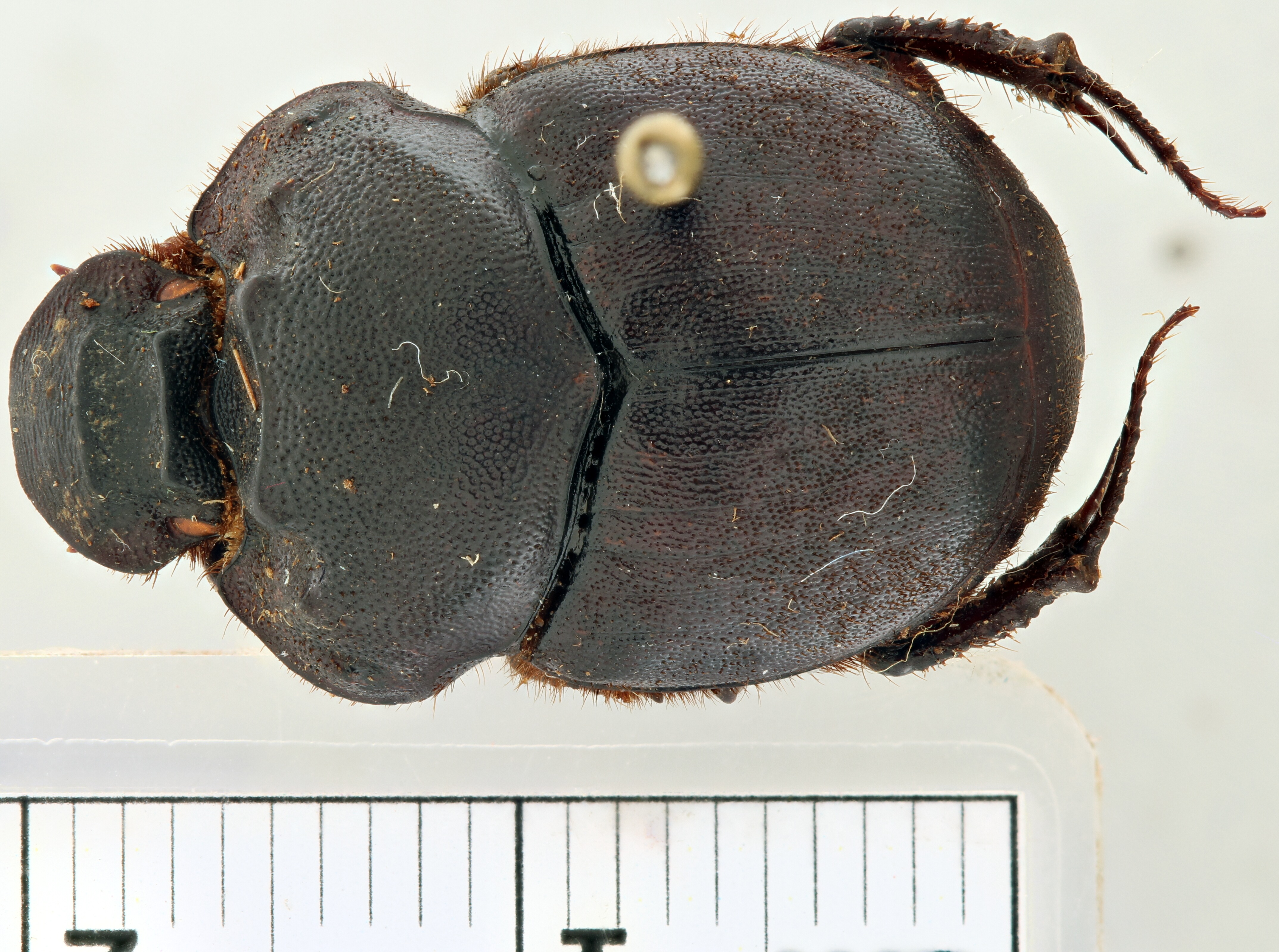 Onthophagus (Diastellopalpus) gilleti ht D.jpg