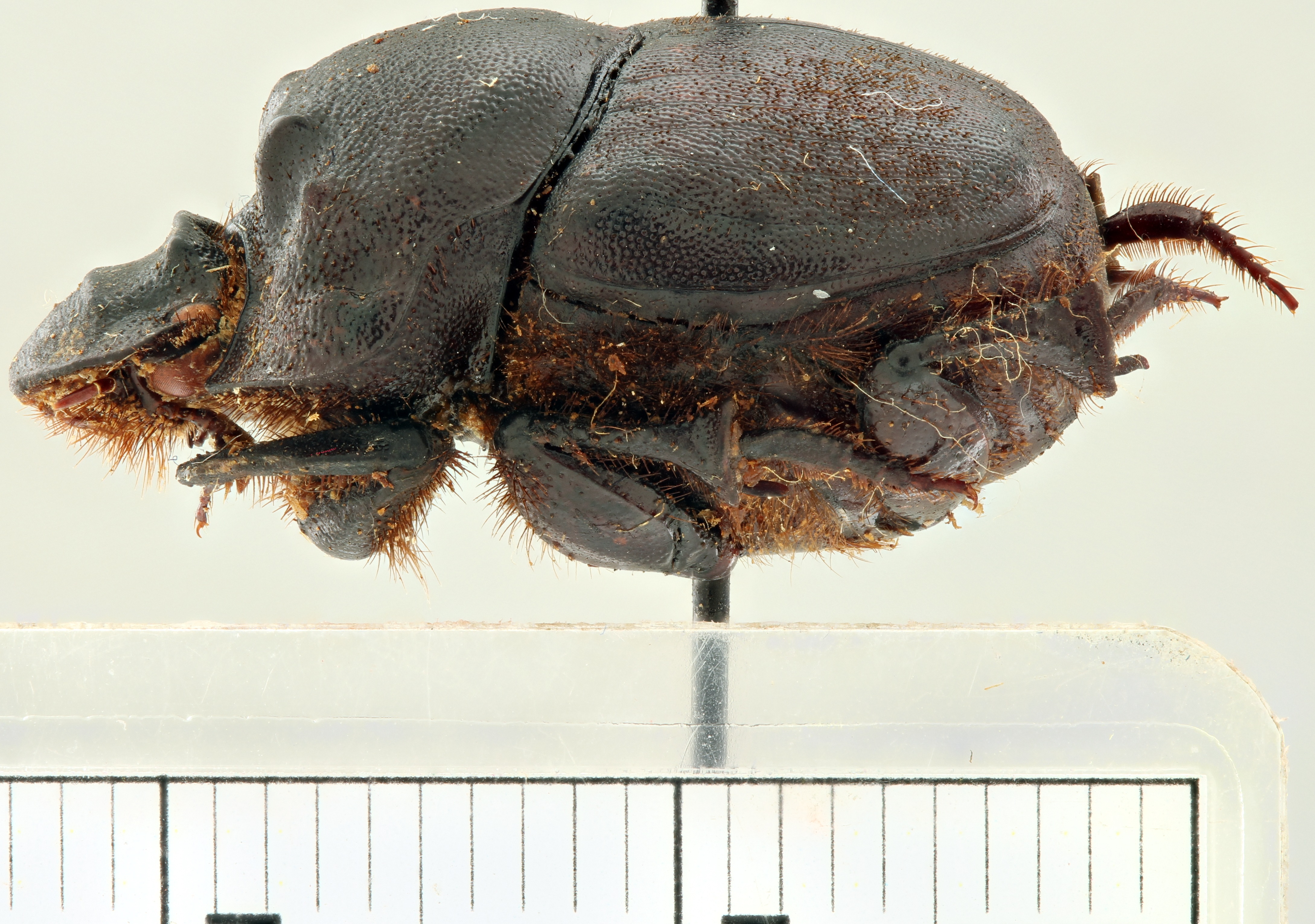 Onthophagus (Diastellopalpus) gilleti ht L.jpg